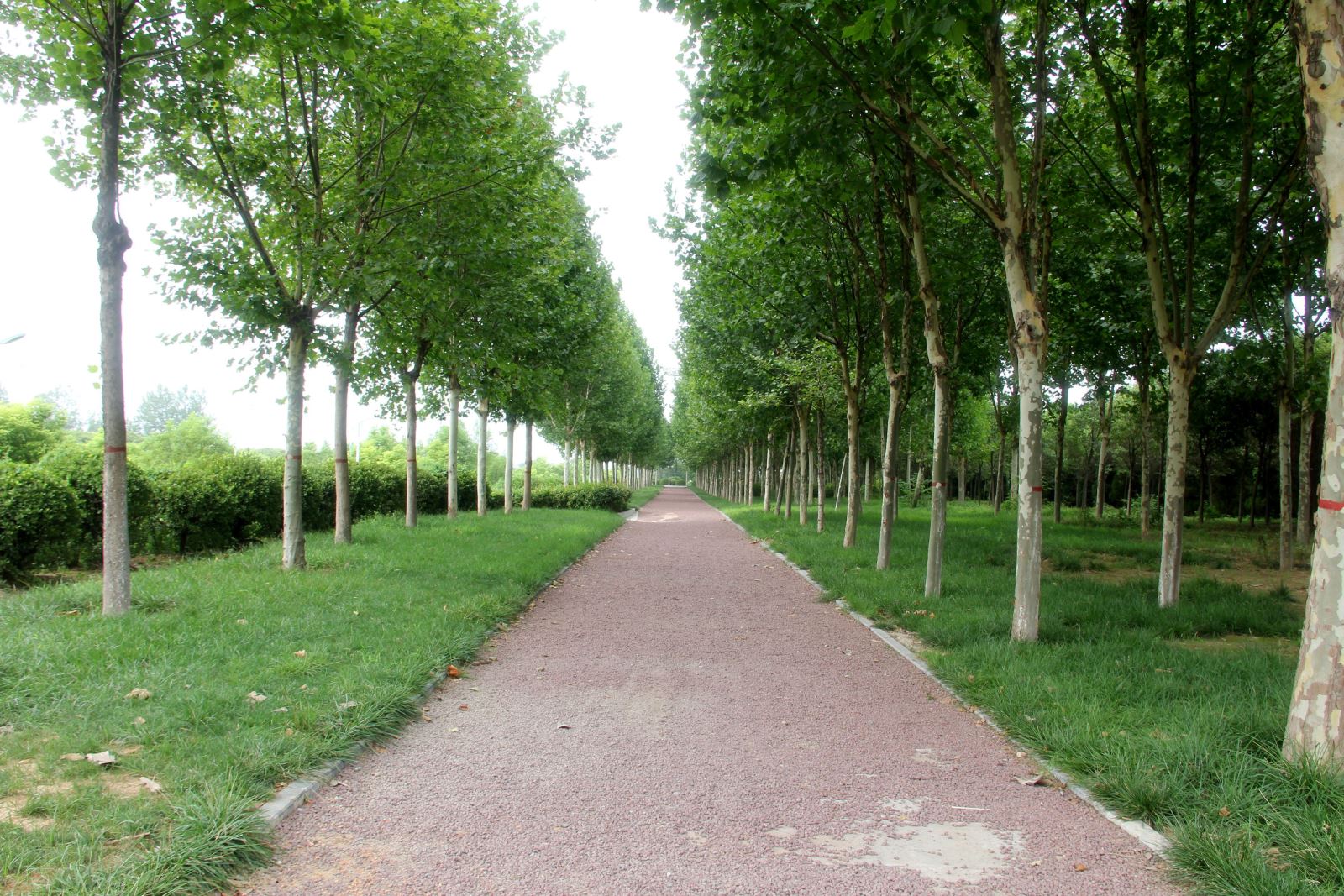 明博体育app苹果